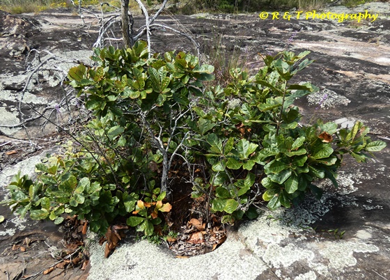 {Quercus boyntonii}